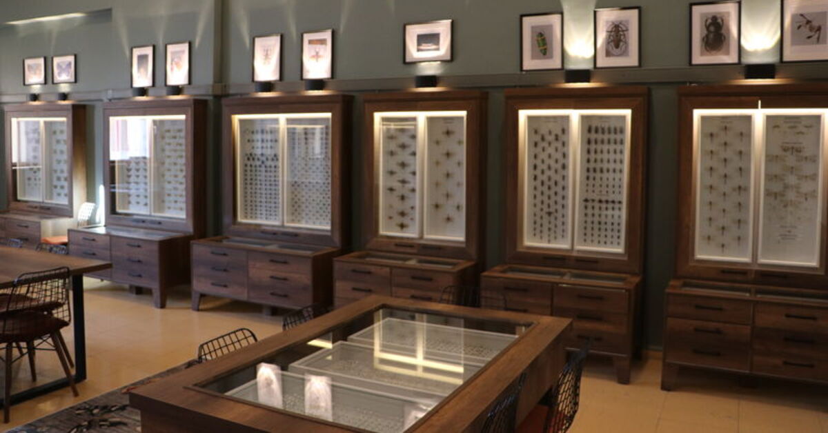 Kahramanmaraş’ta kurulan “böcek müzesi”nde 4 bin 500’den fazla tür sergilenecek